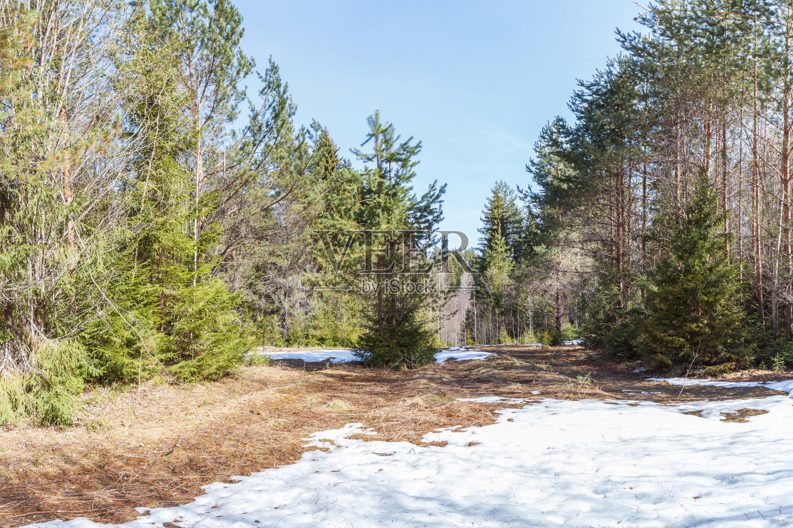 春天针叶林照片摄影图片