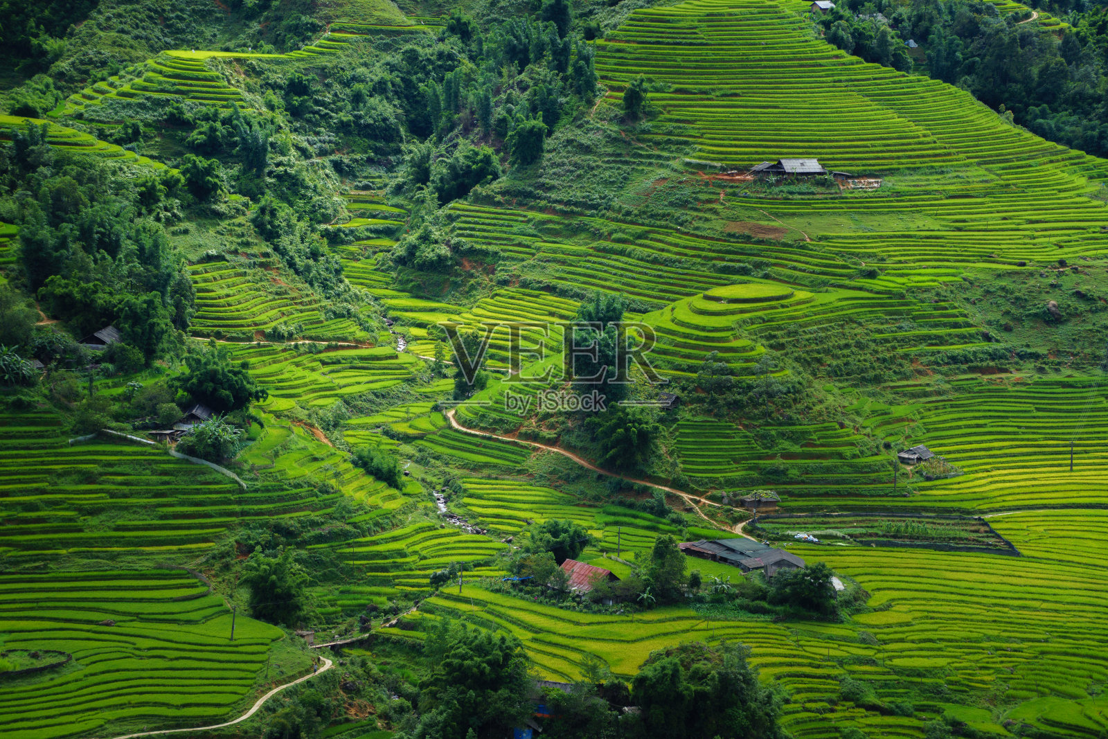 越南萨帕的稻田照片摄影图片