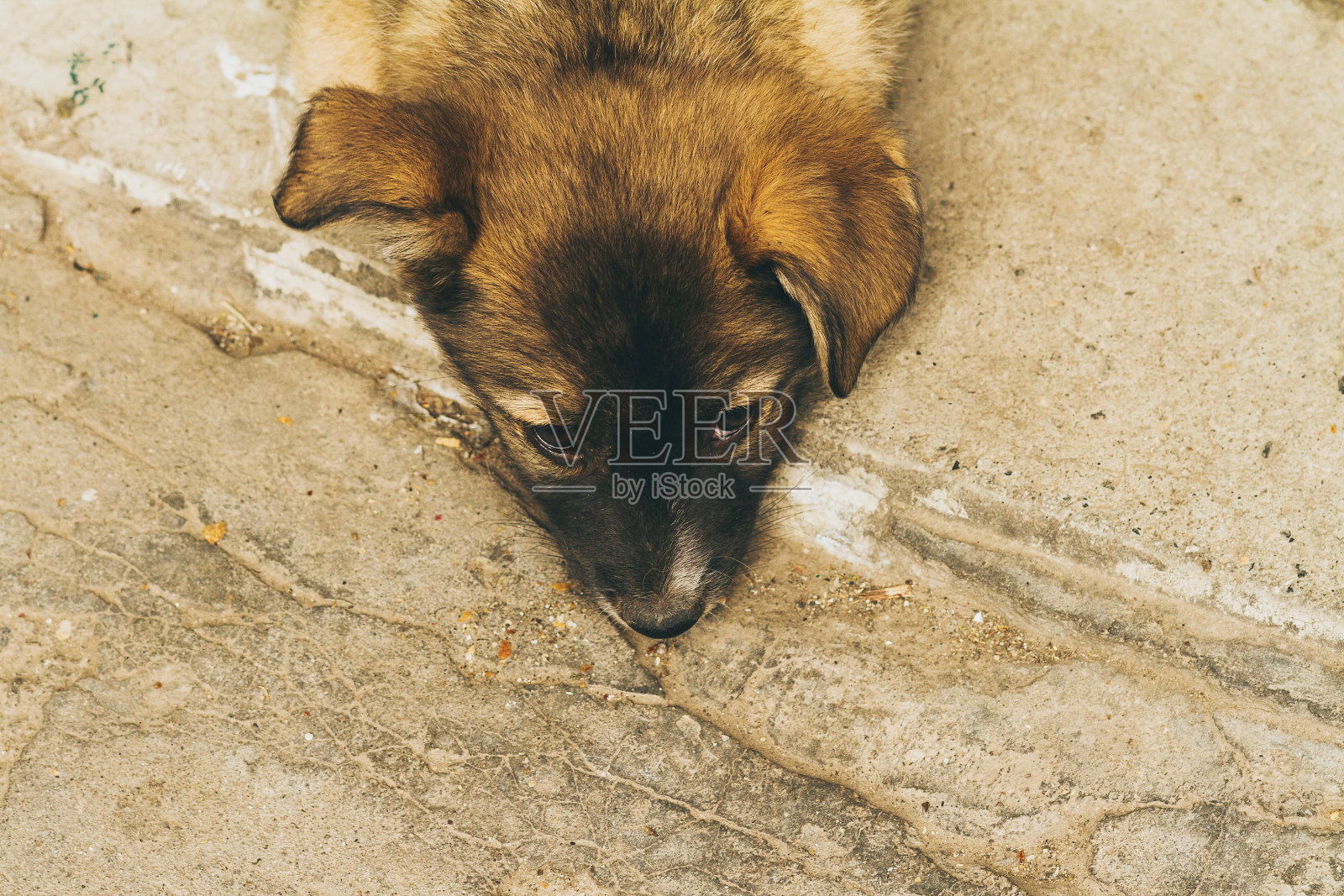 小狗lonley被遗弃,彩色照片照片摄影图片