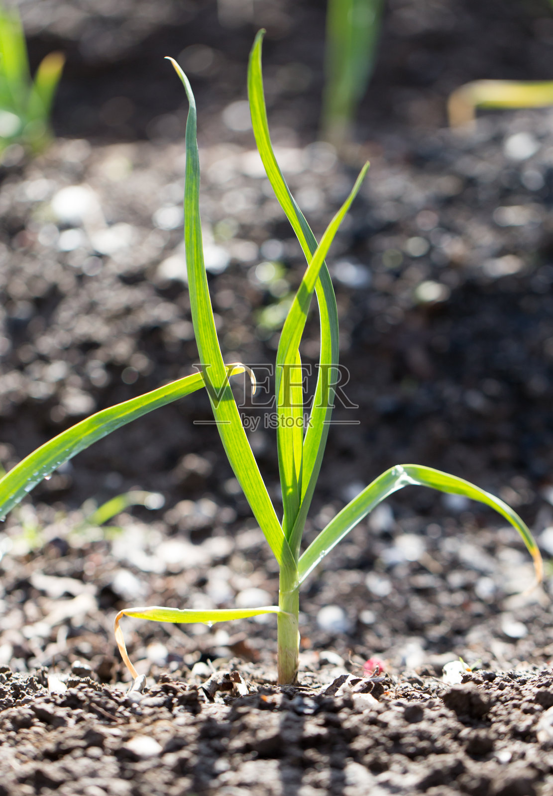 花园里的绿色大蒜照片摄影图片