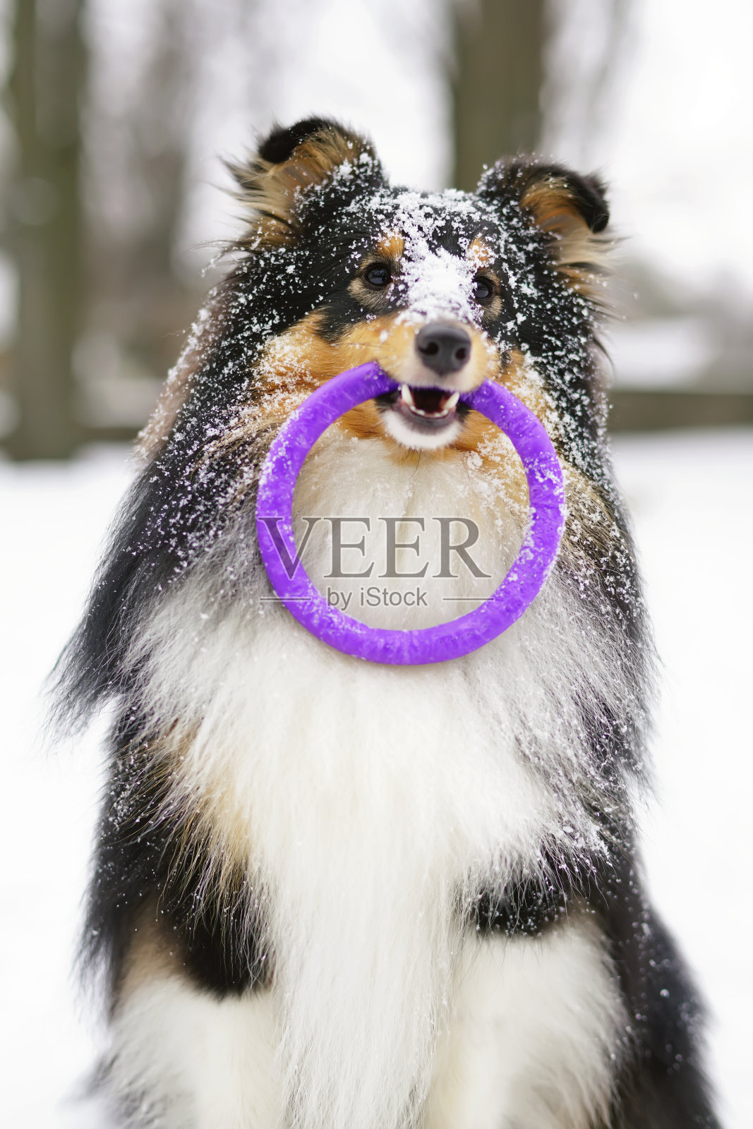 冬天里一只三色雪莉狗抱着一个拉环玩具的肖像照片摄影图片