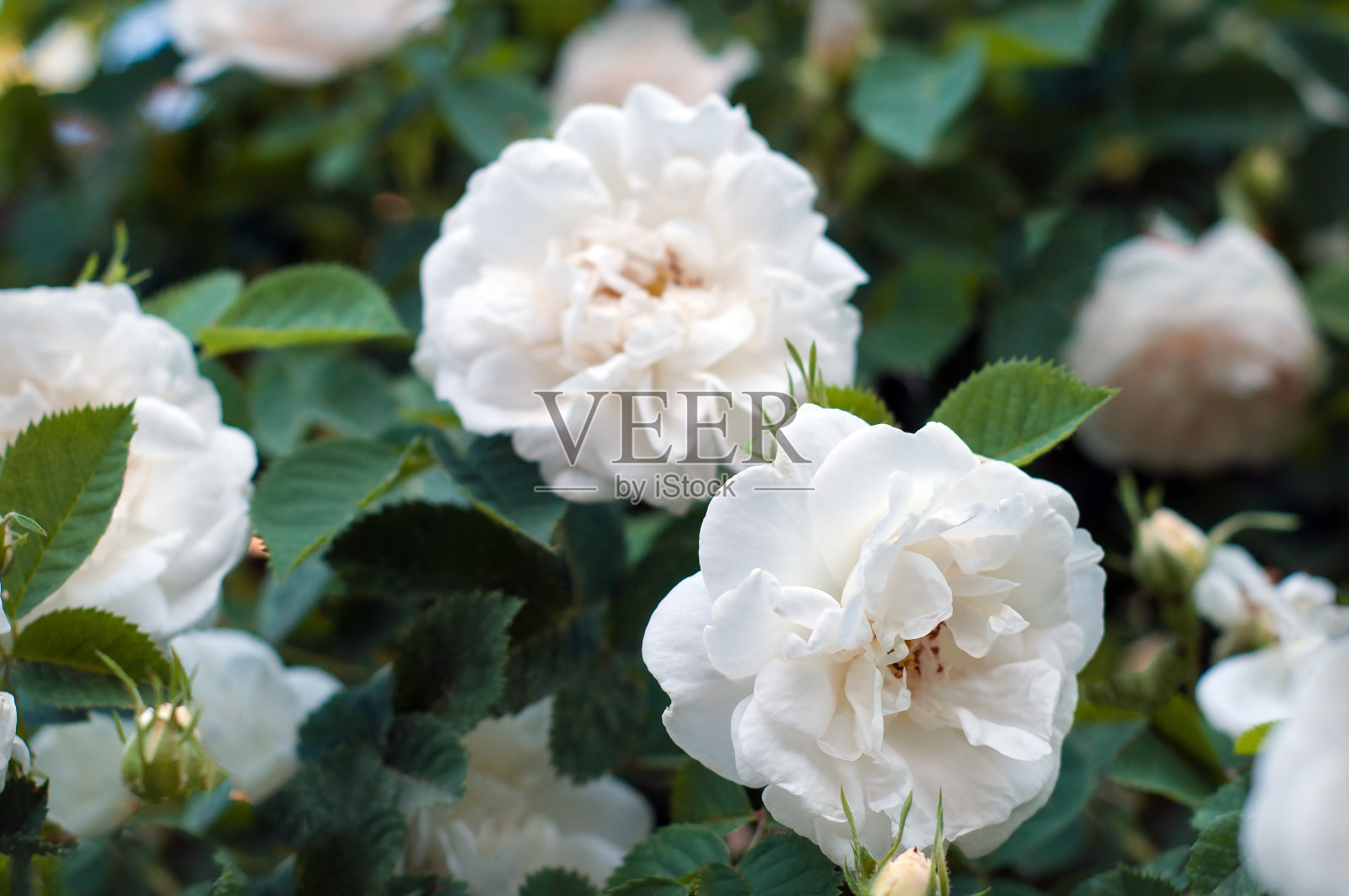 花园里开着一丛美丽的白玫瑰。照片摄影图片