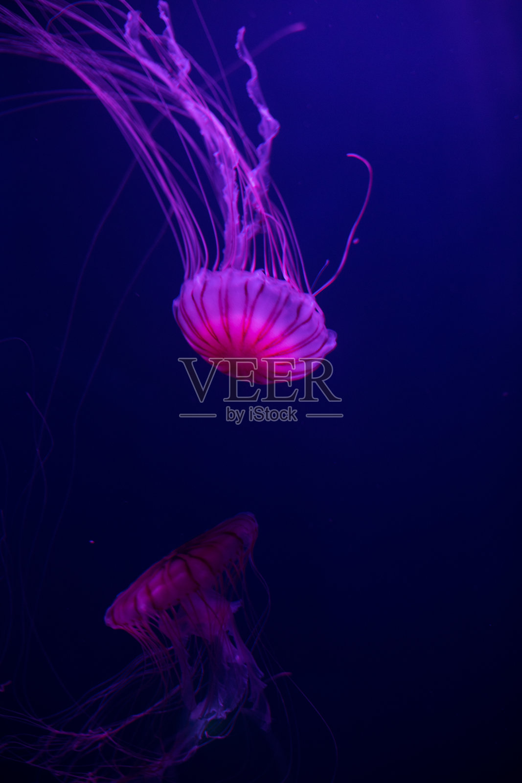 水母照片摄影图片