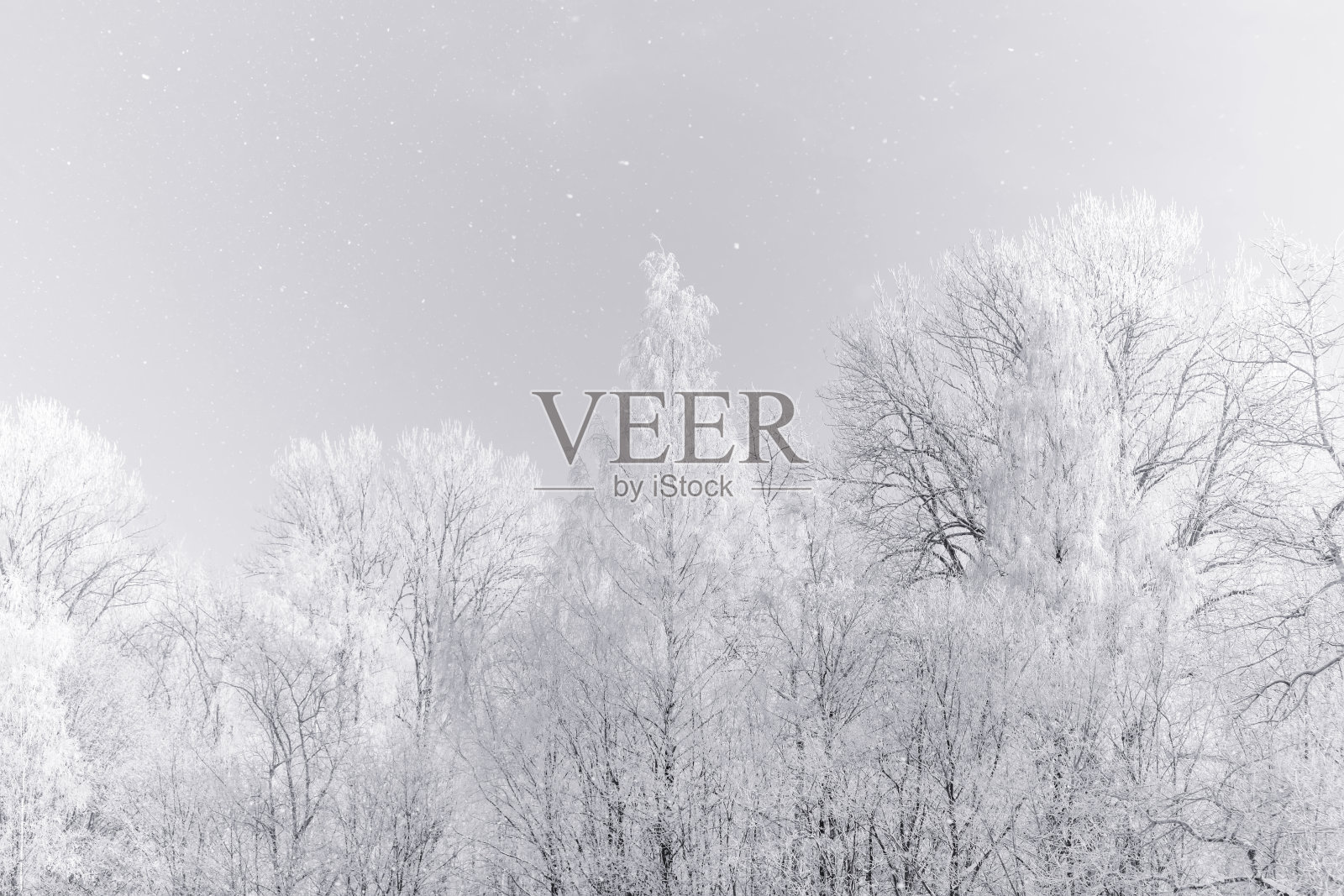 高关键冬季森林照片摄影图片