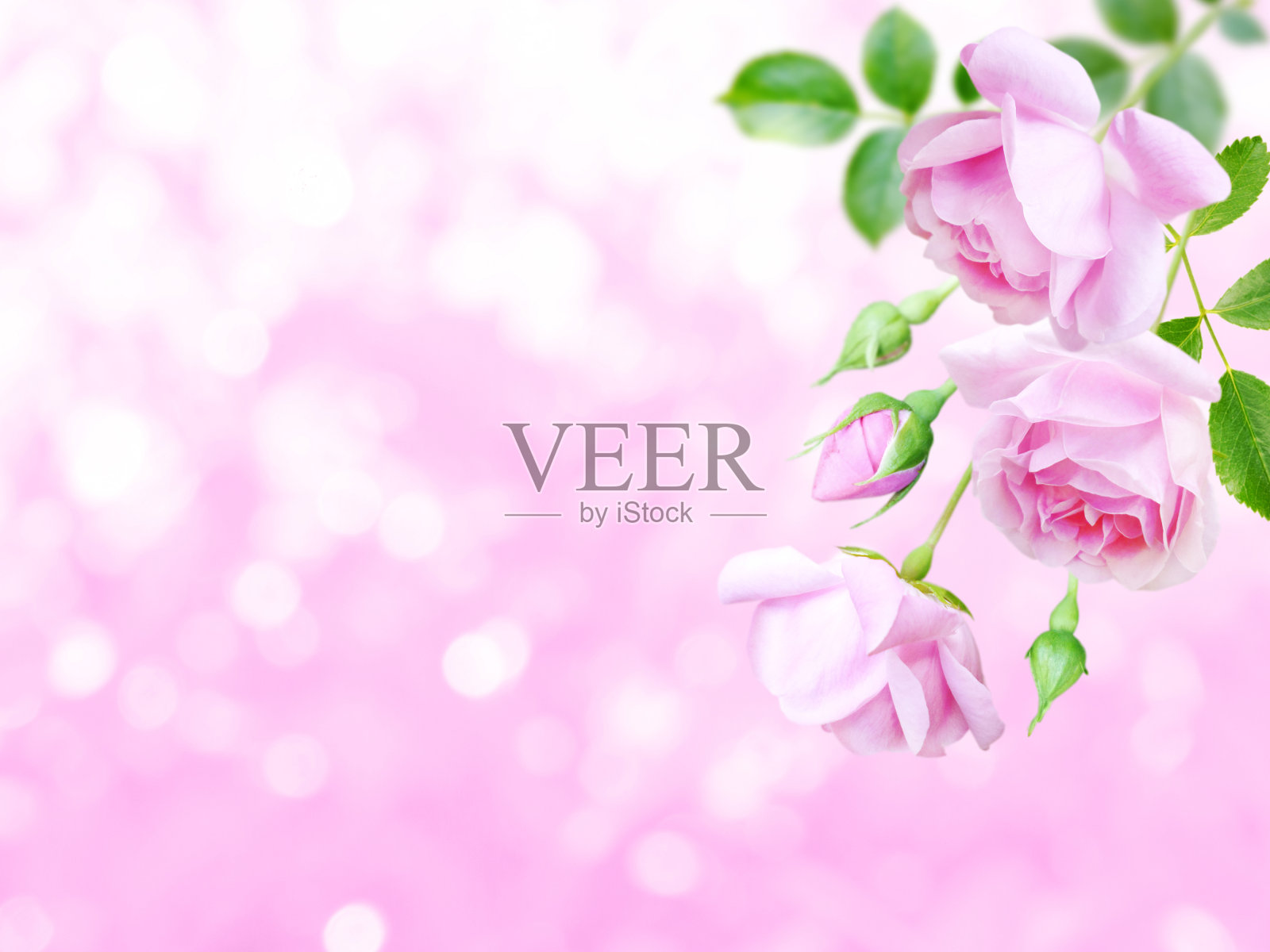 模糊的背景角落里有淡粉色的古董玫瑰和花蕾照片摄影图片