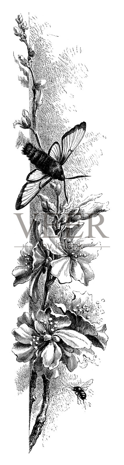 飞蛾和蜜蜂给花授粉插画图片素材