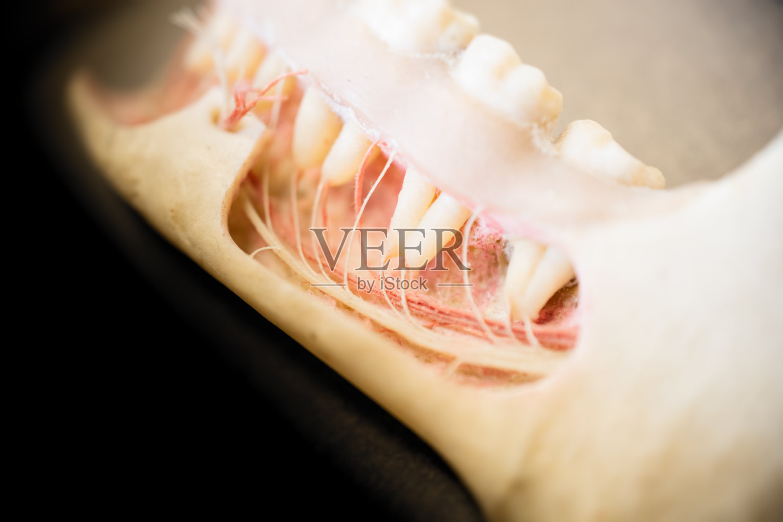 牙齿照片摄影图片