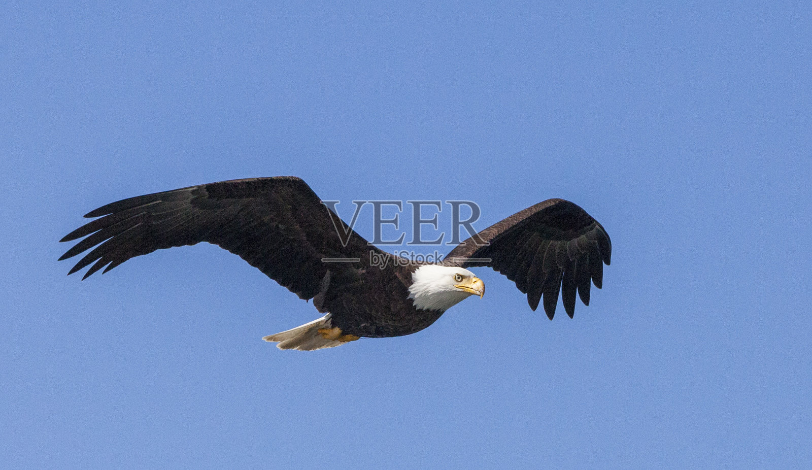 白头海雕照片摄影图片