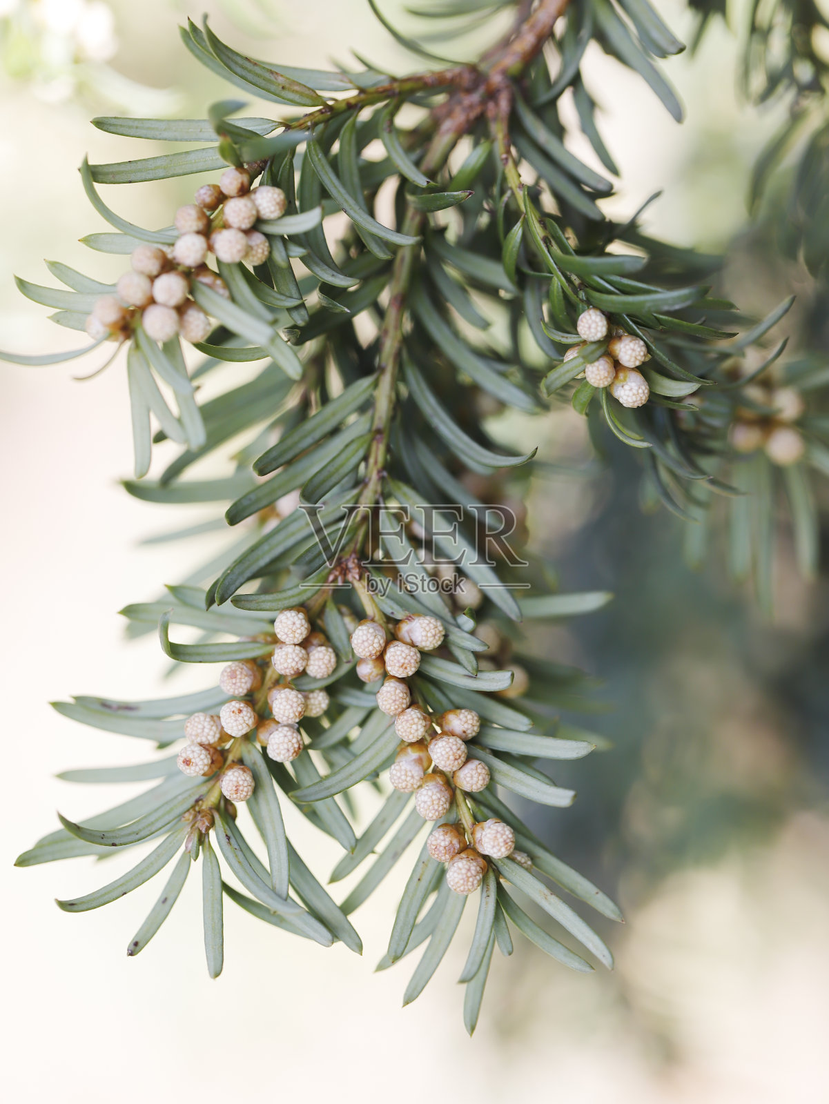 红豆杉雄花微距照片摄影图片