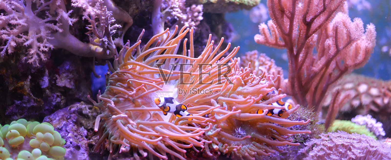 礁槽,海洋水族馆。满是植物的蓝色鱼缸。照片摄影图片