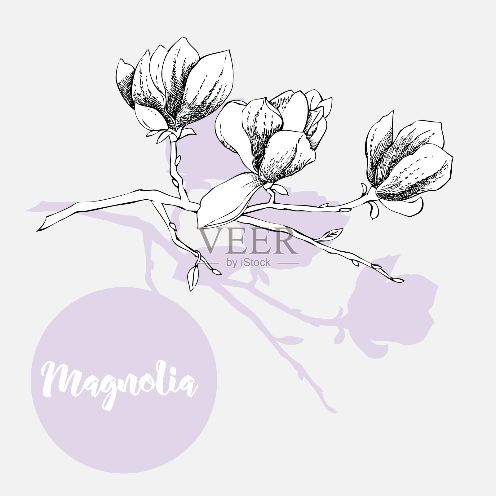 木兰。春天的花朵插画图片素材