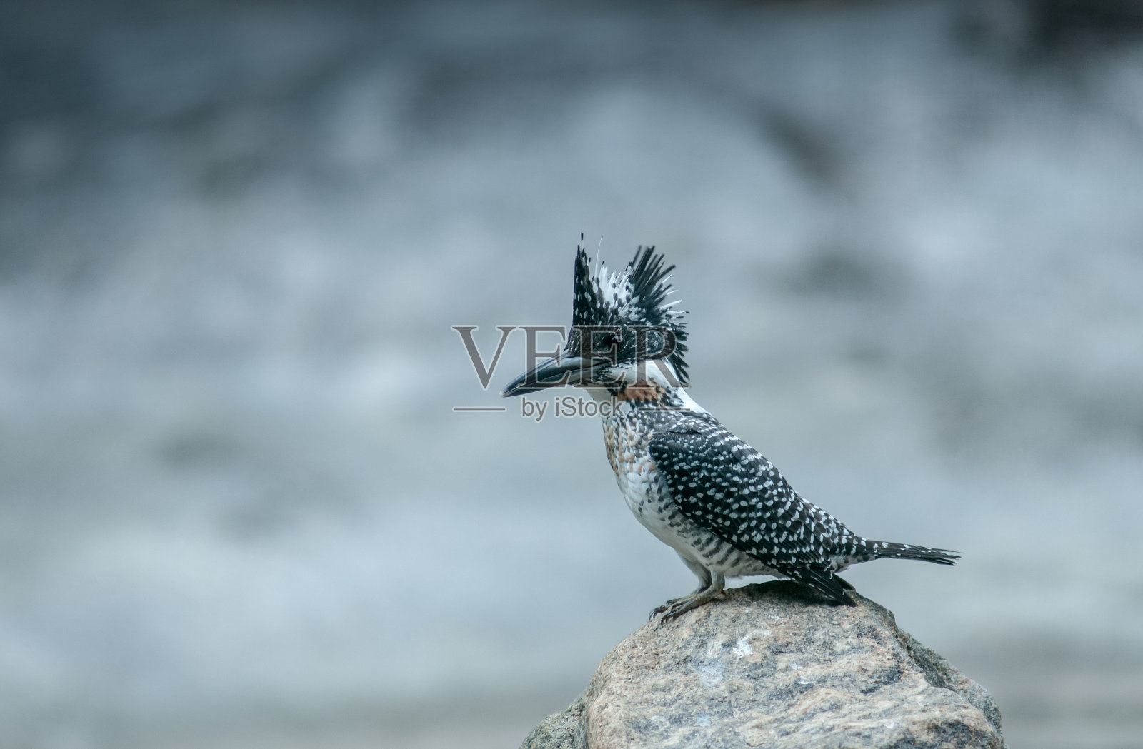 冠翠是一种非常大的翠鸟,原产于南亚部分地区照片摄影图片