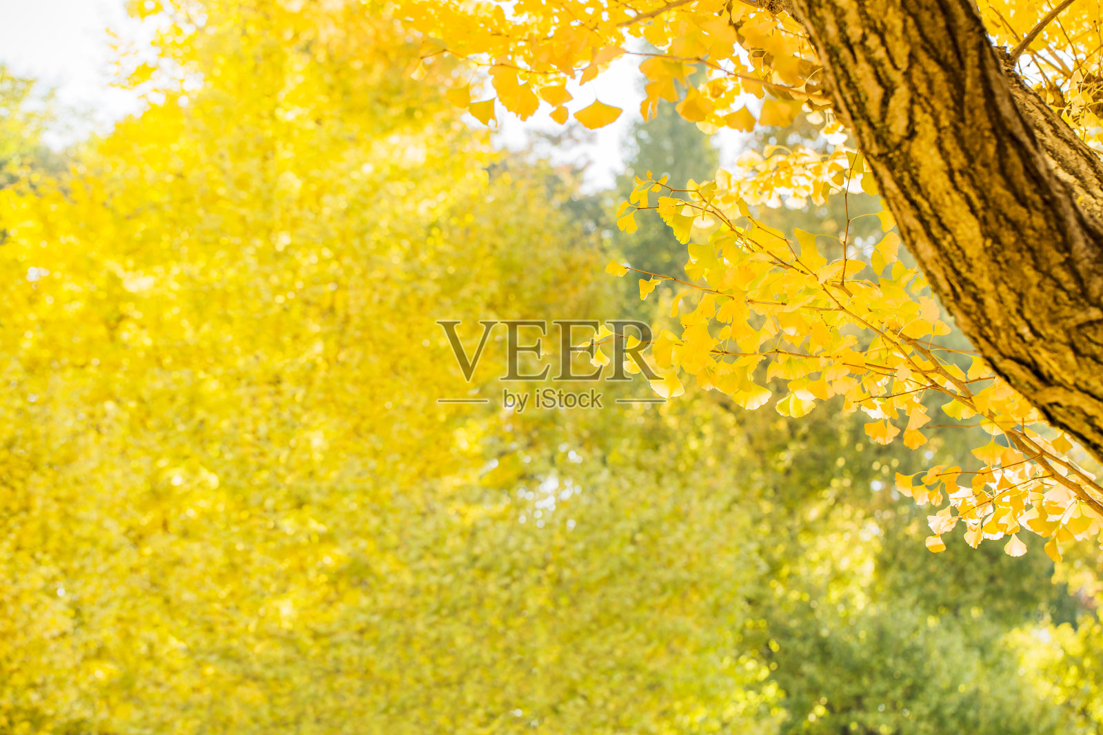 黄色的银杏照片摄影图片