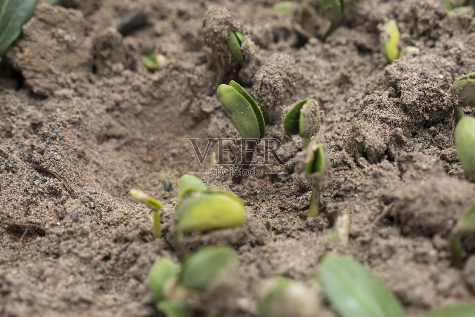春芽豆芽照片摄影图片