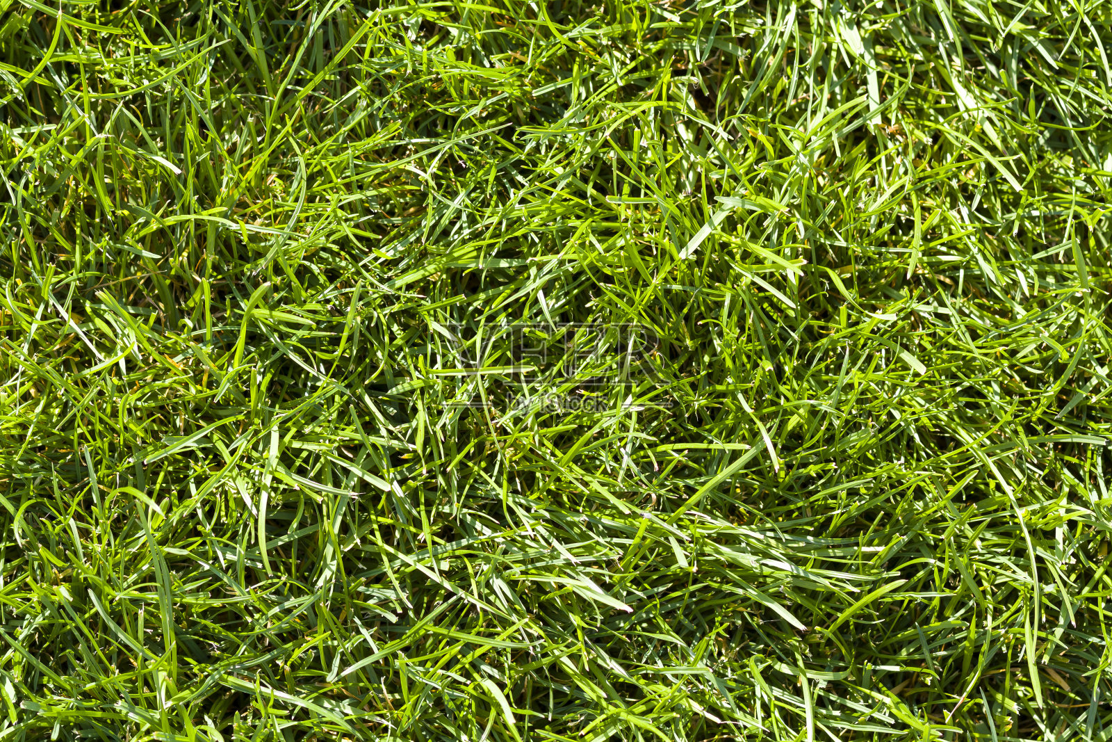 特写详细的背景新鲜的绿色明亮的草在阳光明媚的夏天。漂亮的修剪草坪。漂亮的休息区。照片摄影图片