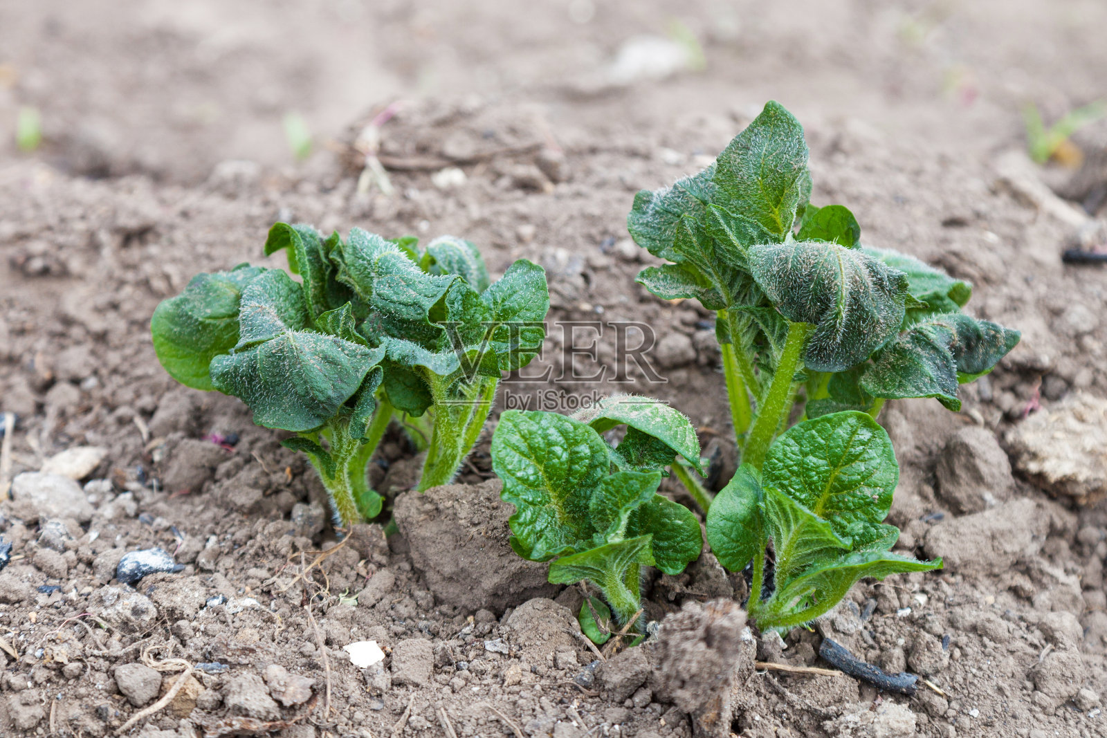 马铃薯芽被霜冻坏了照片摄影图片