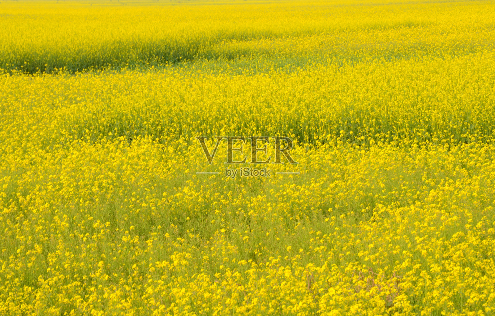 花的结构照片摄影图片