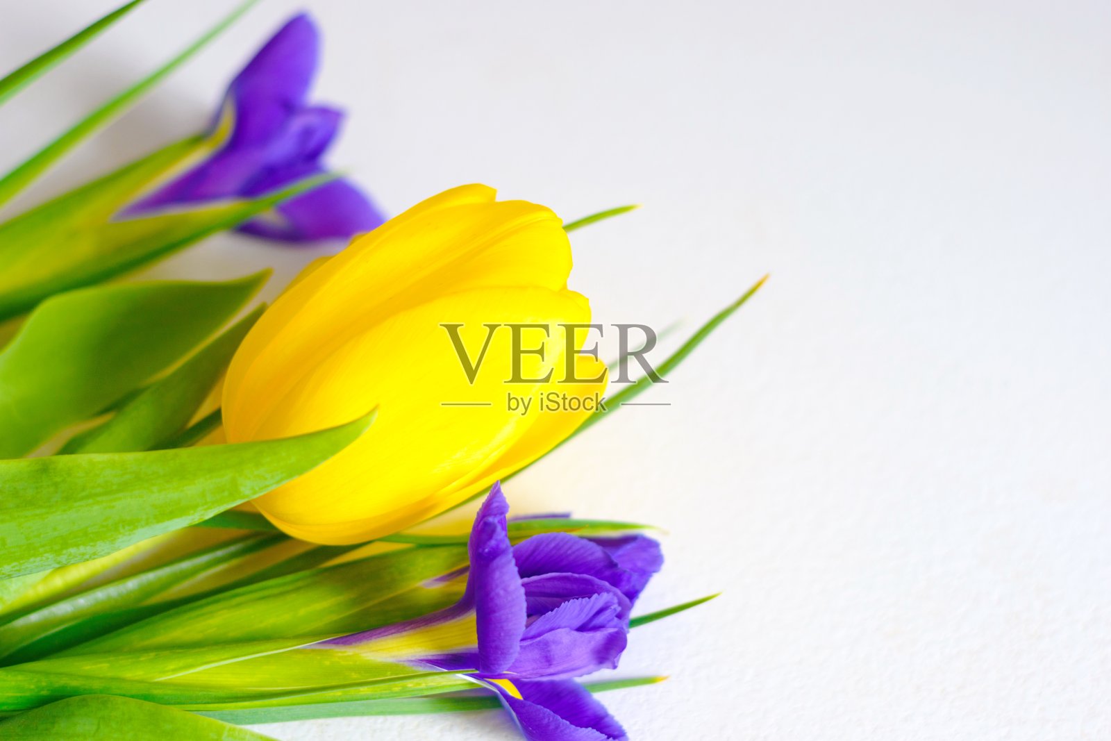 彩色的春天郁金香和鸢尾花在白色的背景照片摄影图片