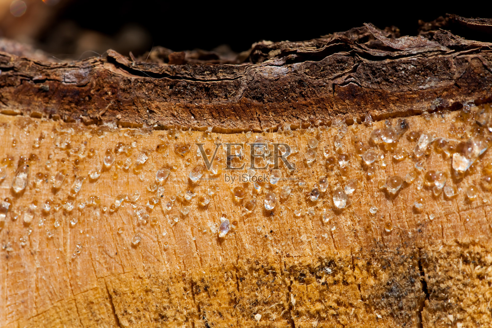 松木树脂照片摄影图片