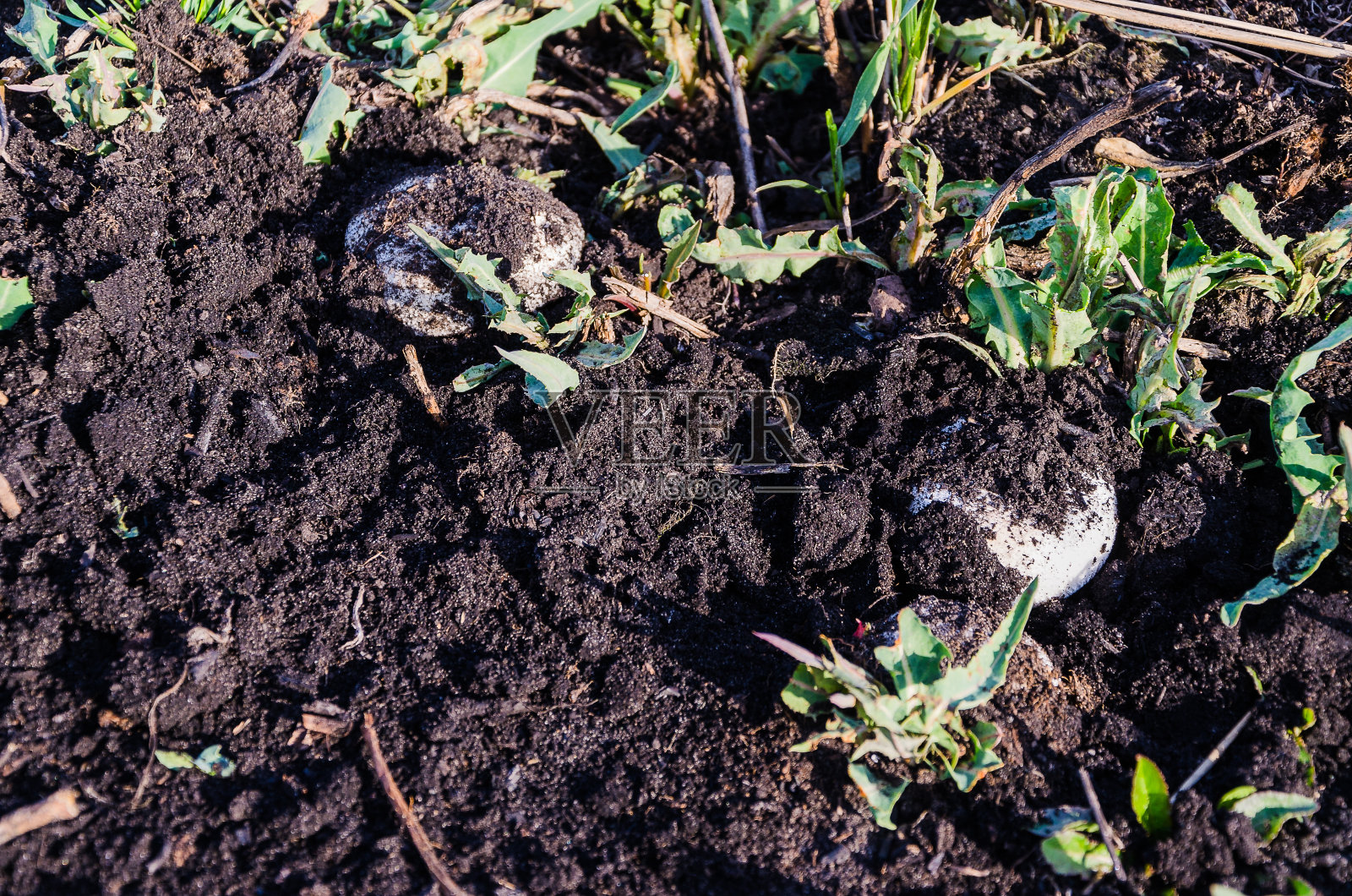 地下的蘑菇照片摄影图片