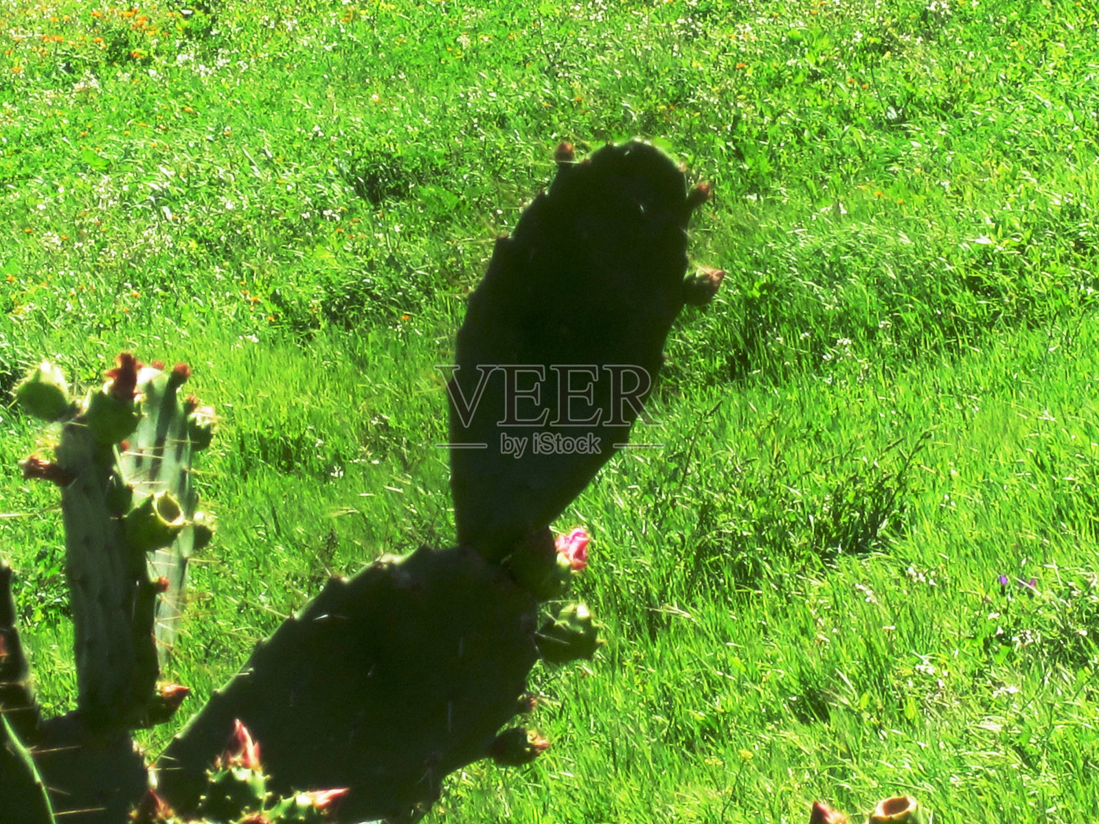 一个仙人掌照片摄影图片