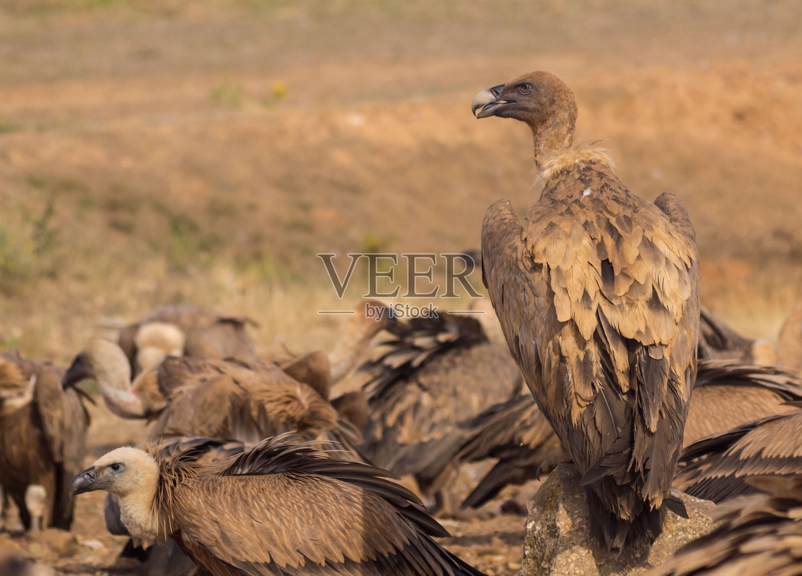 一群秃鹫进食后(gyps fulvus)照片摄影图片