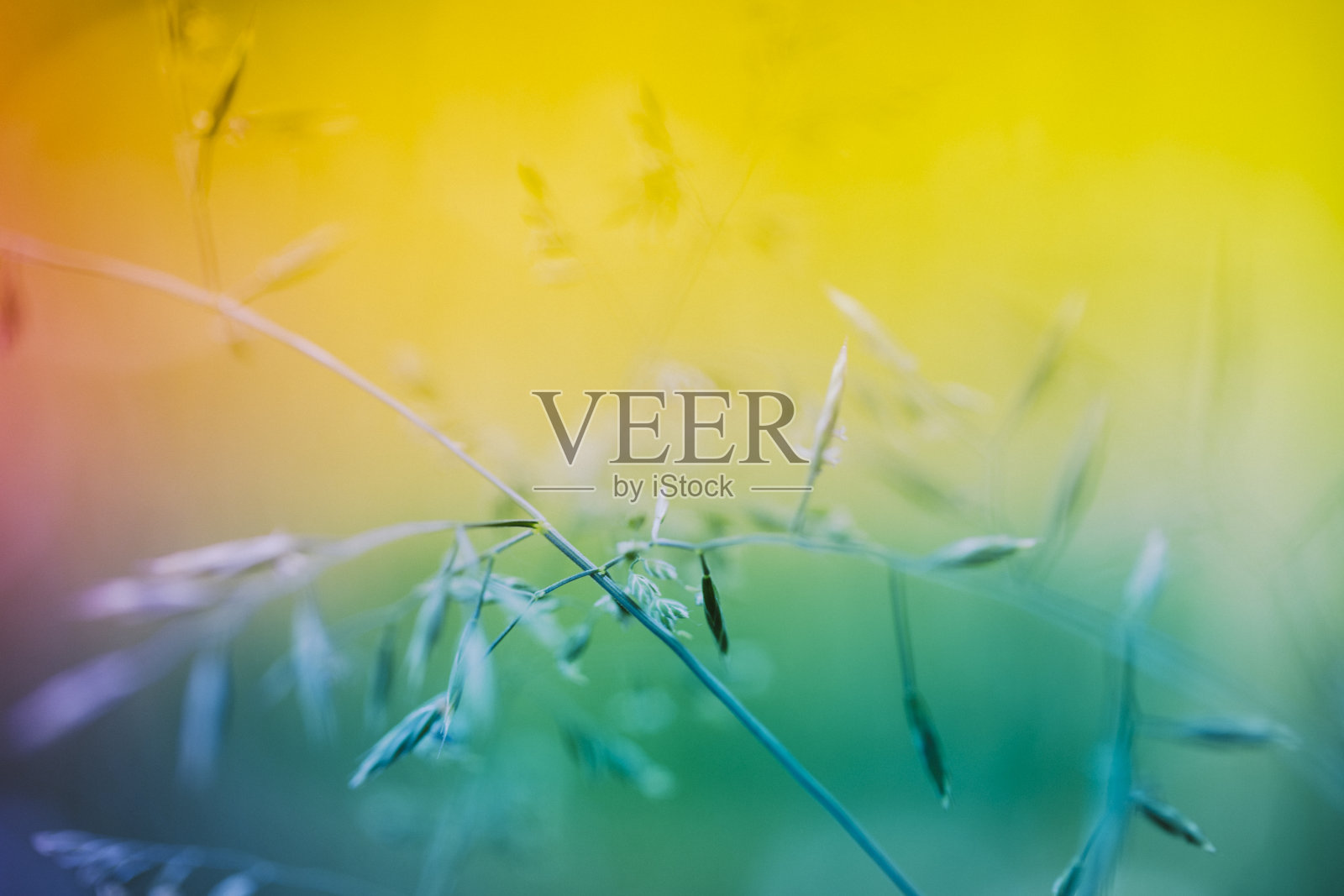 野花草地宏照片摄影图片