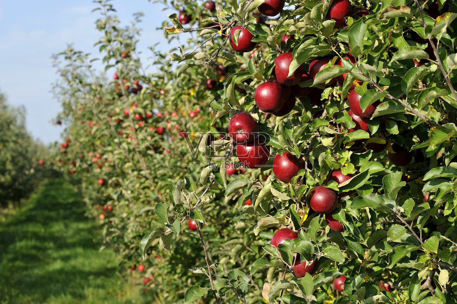 苹果园里有成熟的红苹果照片摄影图片