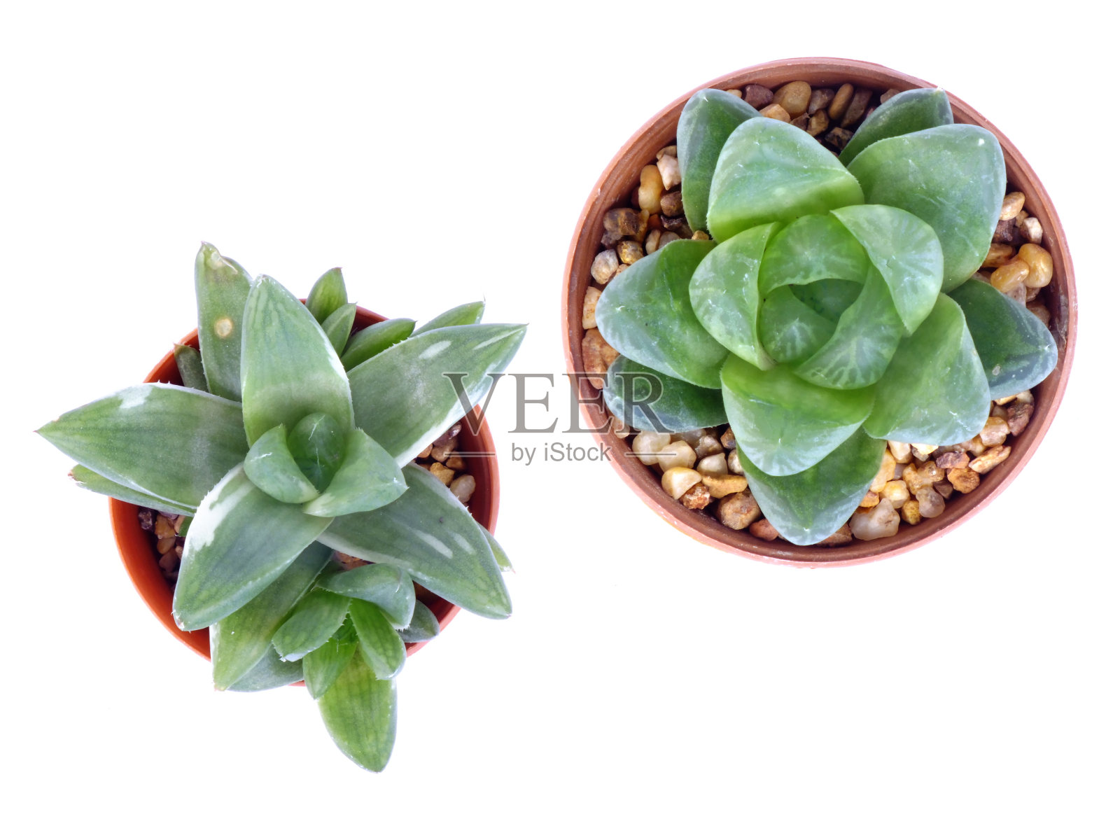 顶视图的各种仙人掌在花盆上的白色背景照片摄影图片