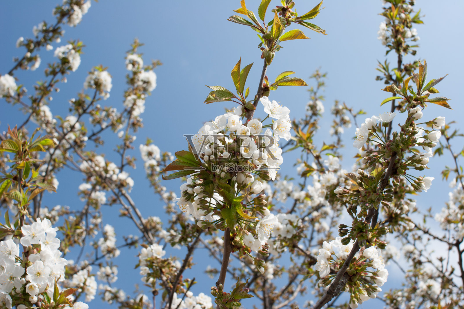 樱花照片摄影图片