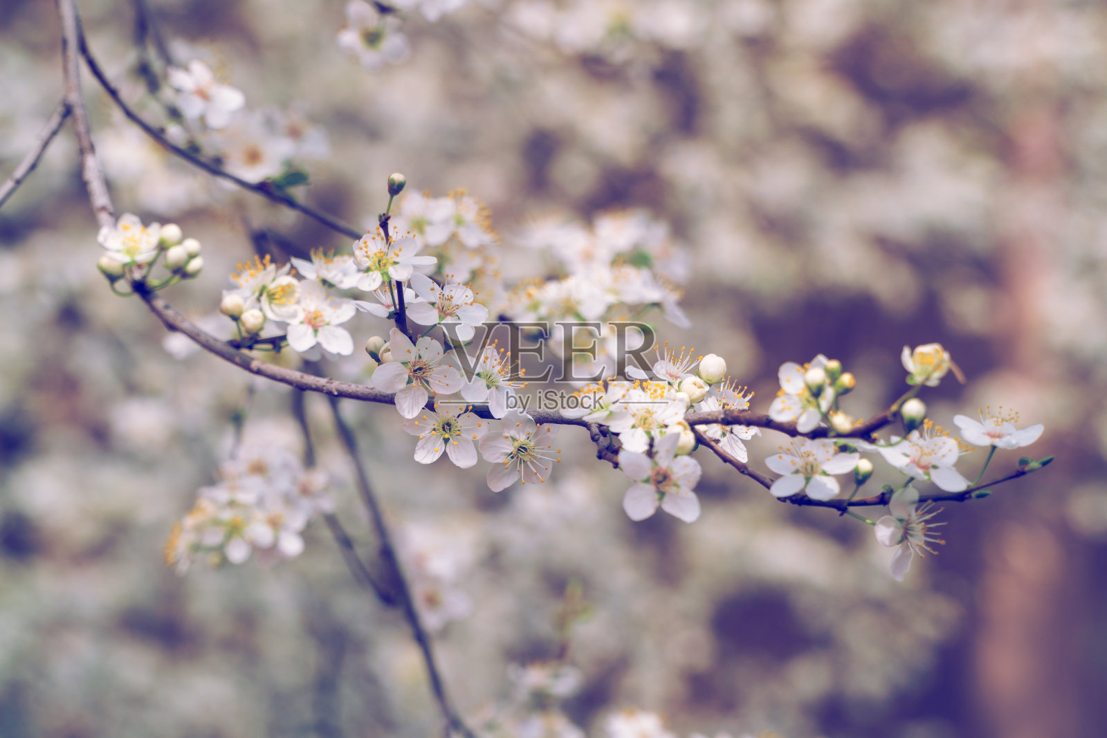 果树开花照片摄影图片