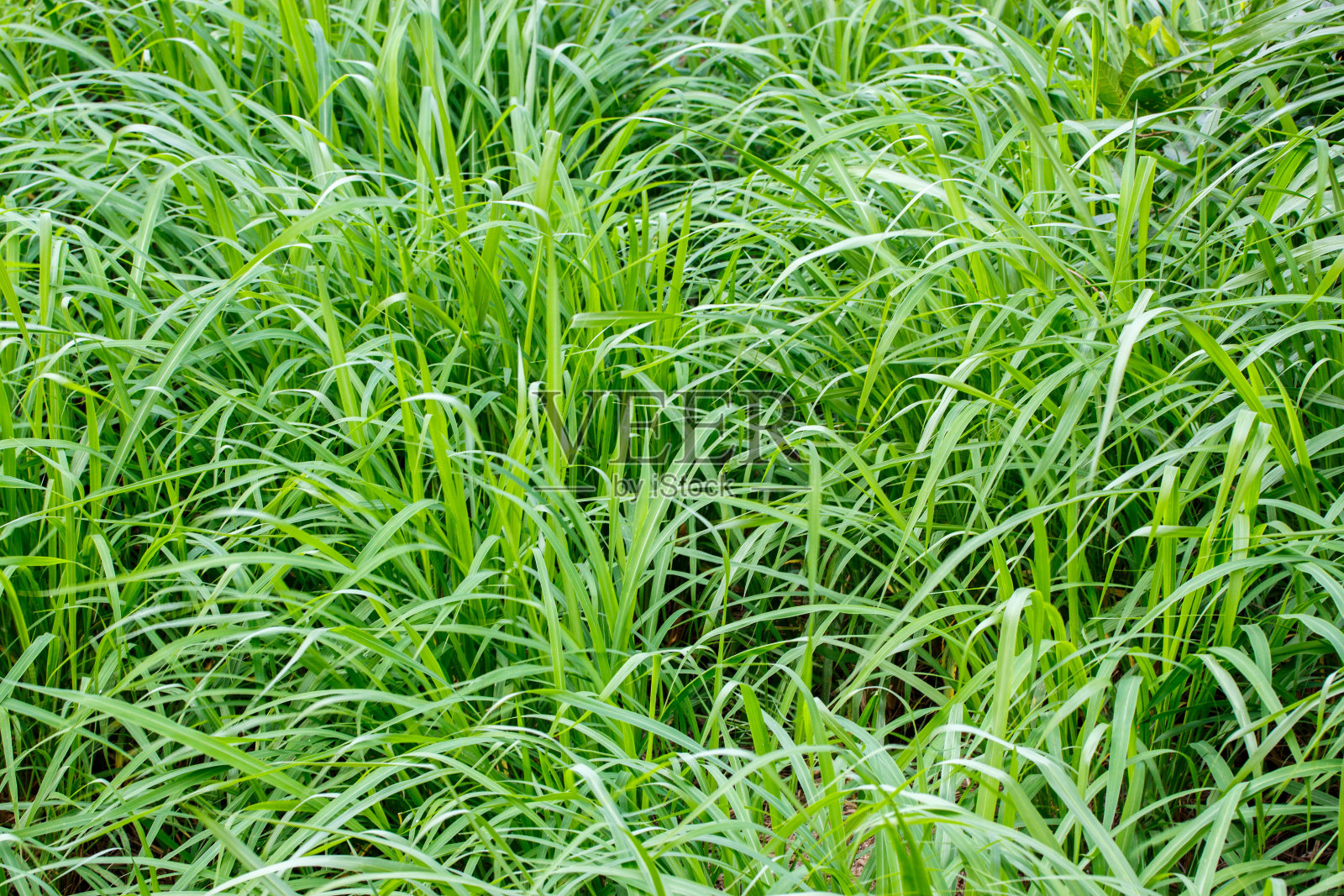 绿叶背景照片摄影图片