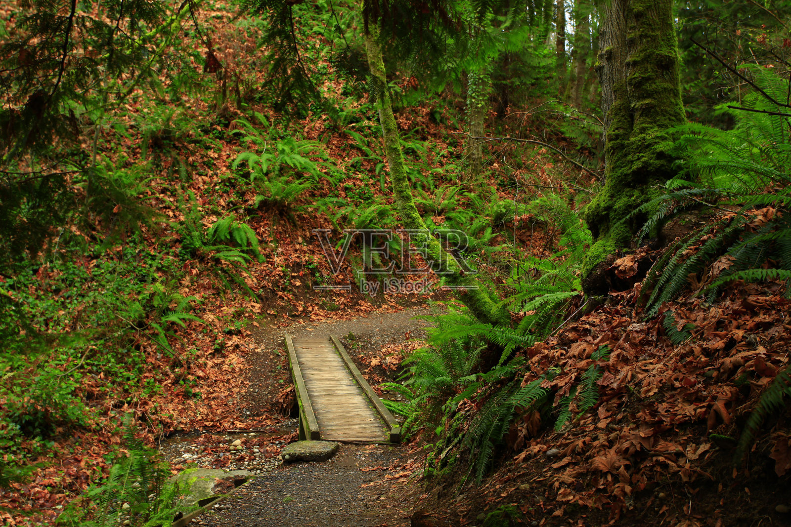 太平洋西北森林人行桥照片摄影图片