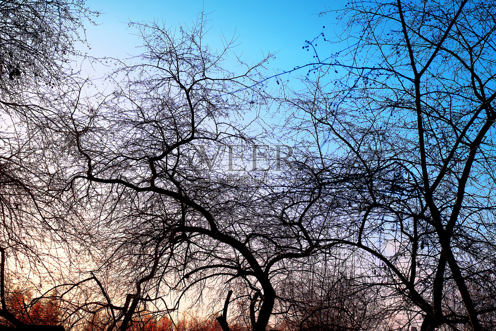 在冬季公园里,光秃秃的树木映衬着晴朗的蓝天,在早晨的阳光下,它的背光被升起的太阳照亮照片摄影图片