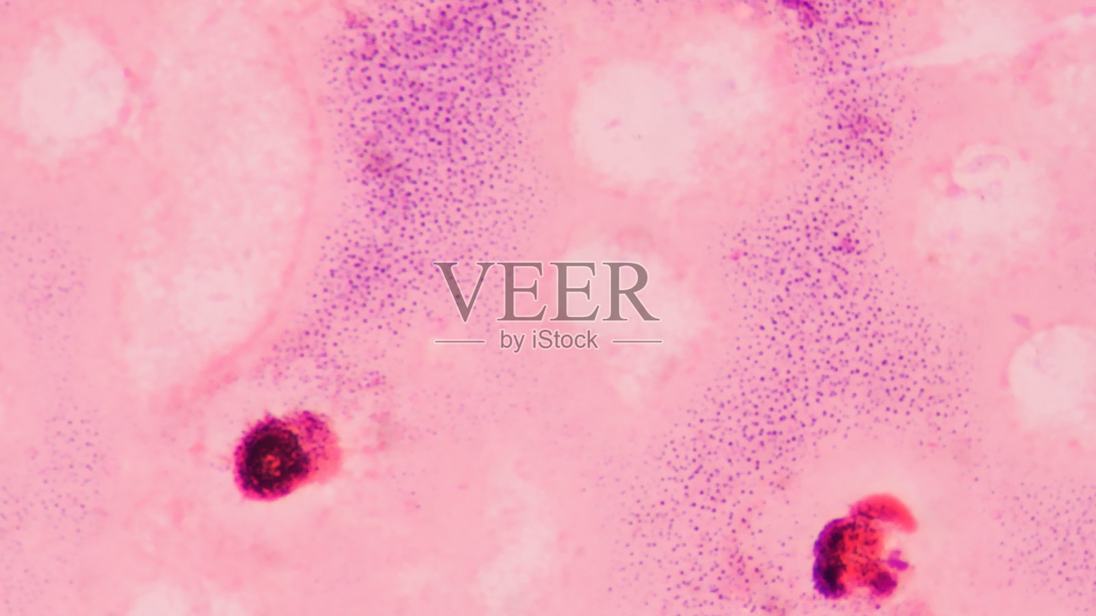 关闭异常血细胞抽象背景。照片摄影图片