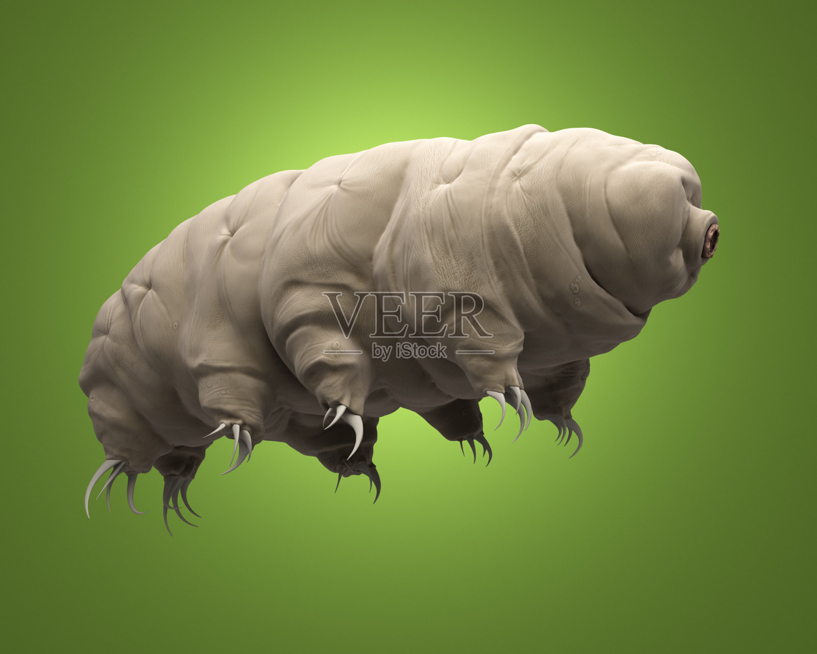 3 d呈现缓步类动物。照片摄影图片