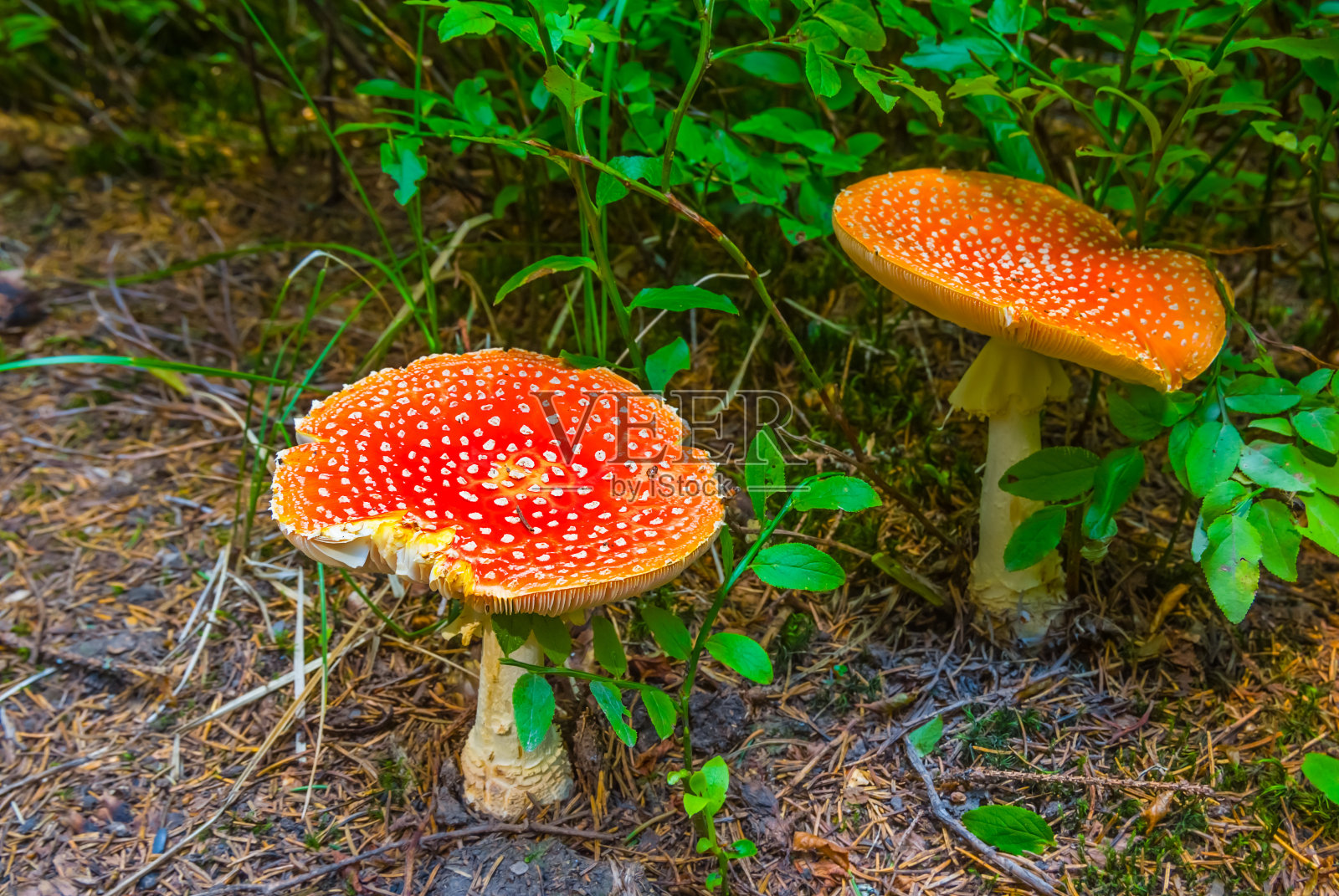 森林里的一对红色蘑菇照片摄影图片