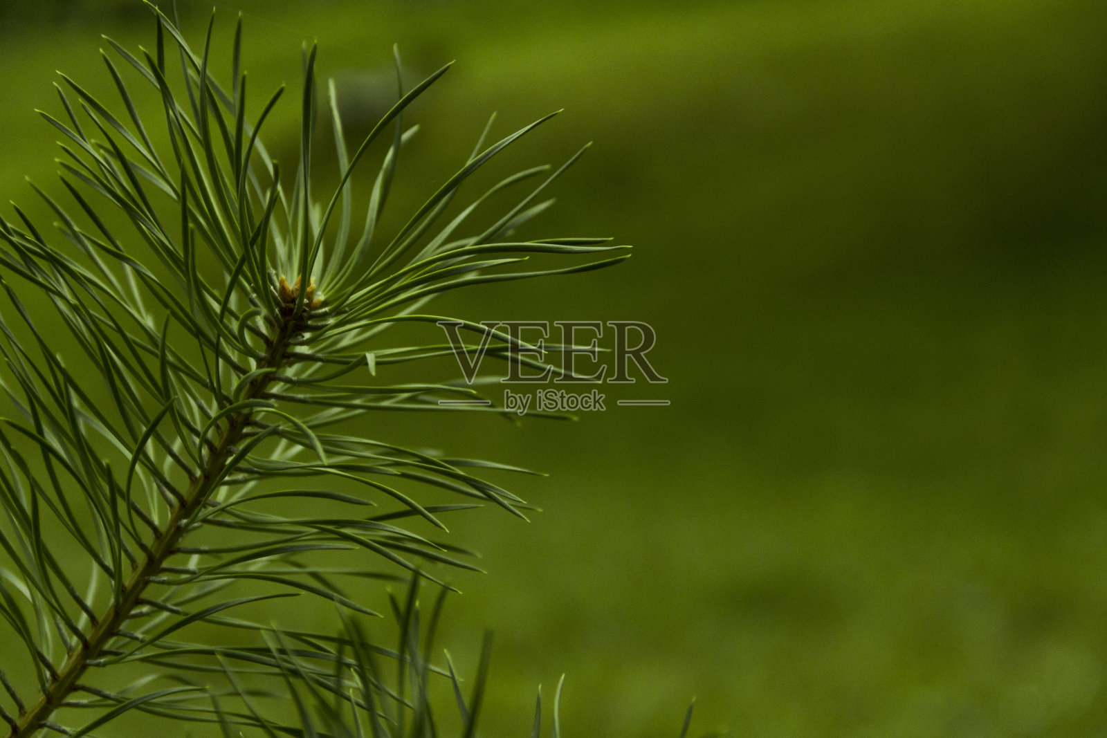 森林中有针的松枝。照片摄影图片