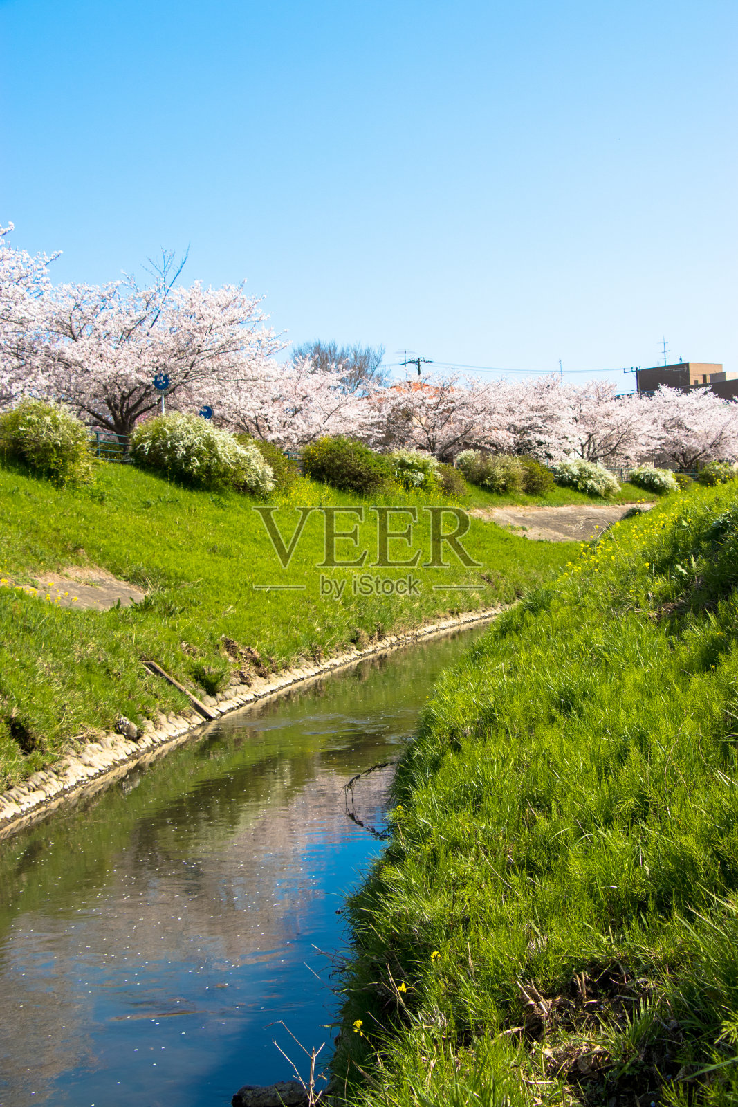 樱花盛开在日本千叶县蒙原市丰田河沿岸照片摄影图片