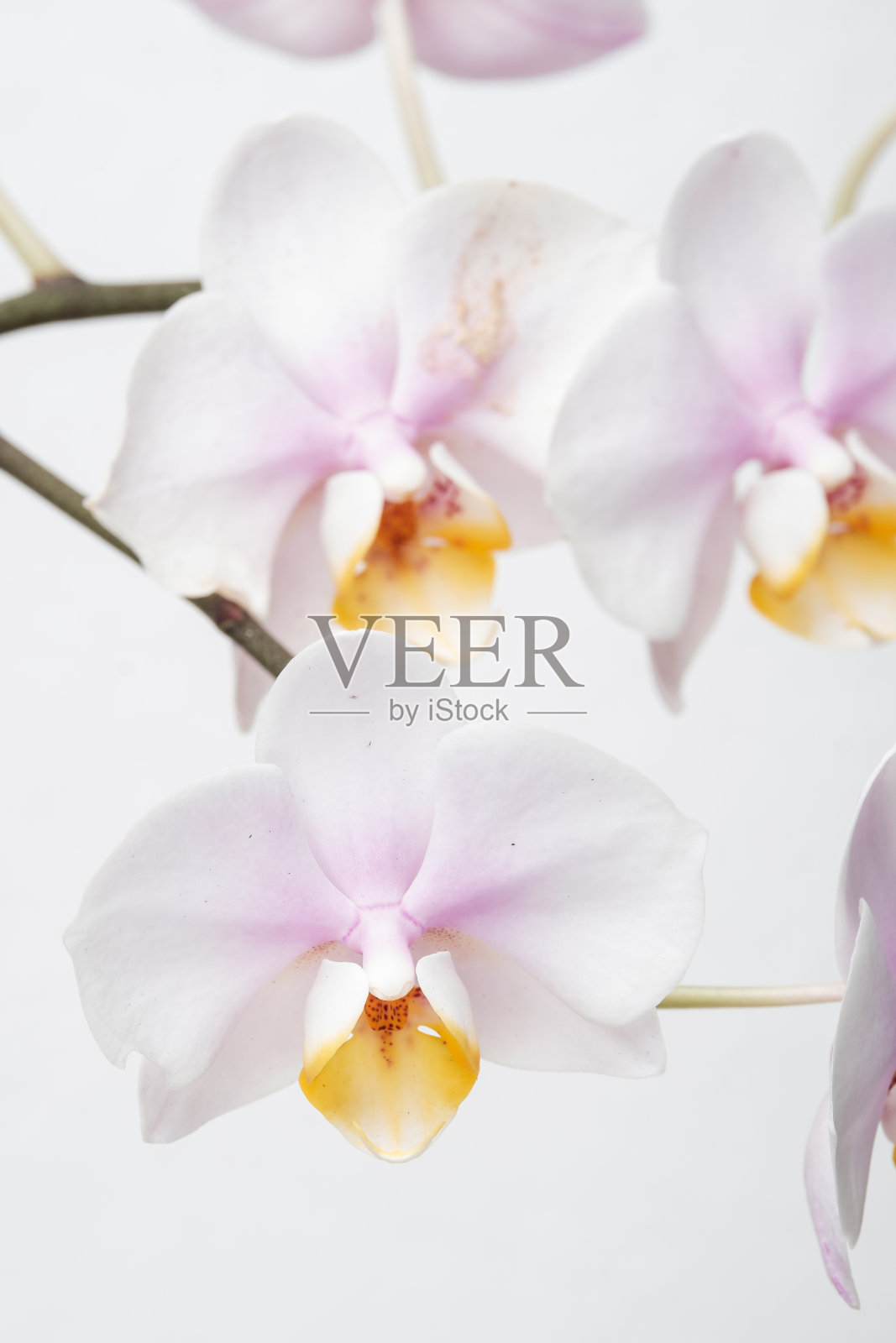 美丽多彩的兰花。照片摄影图片