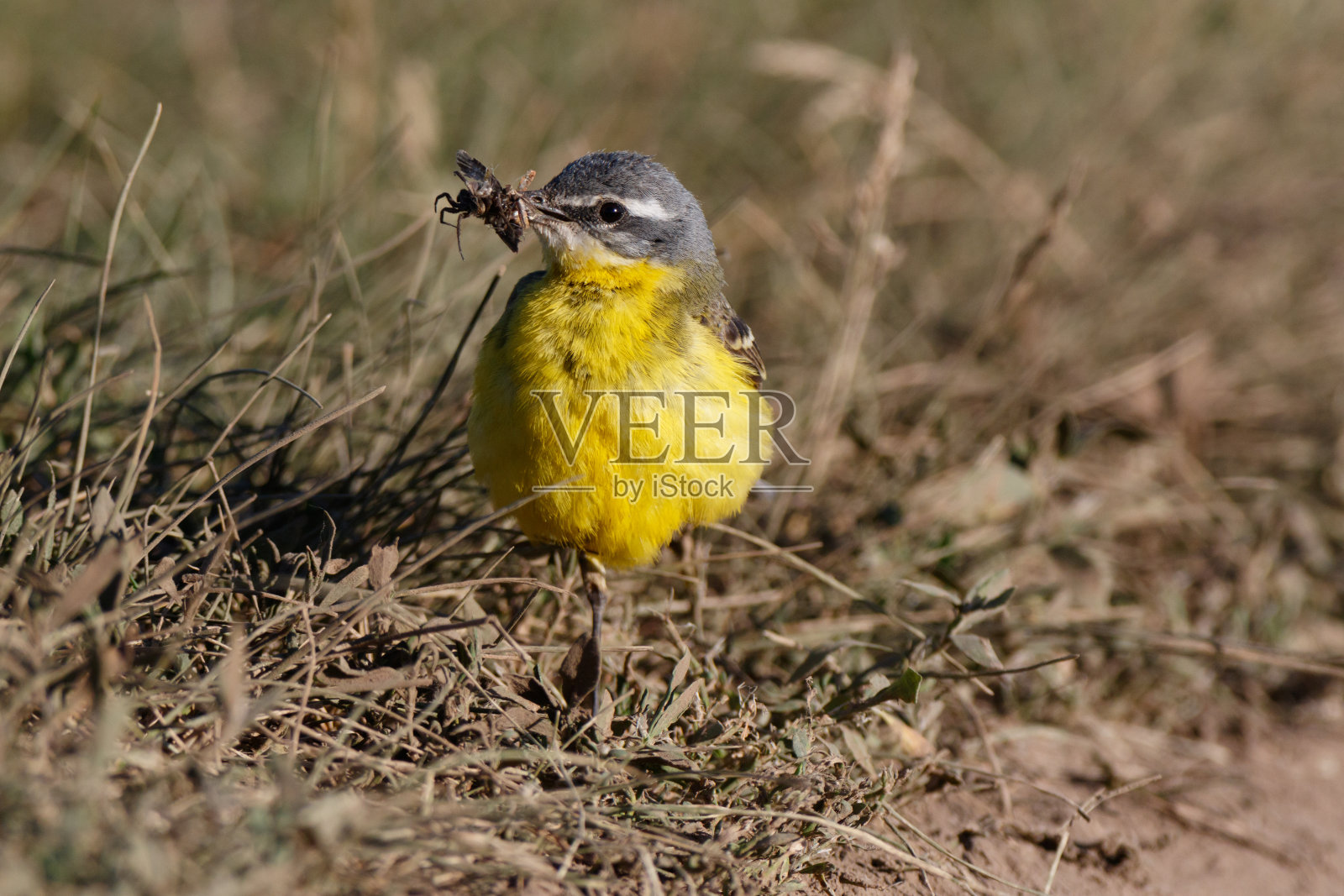 黄色瓦格尾(莫塔西拉弗拉瓦)。照片摄影图片