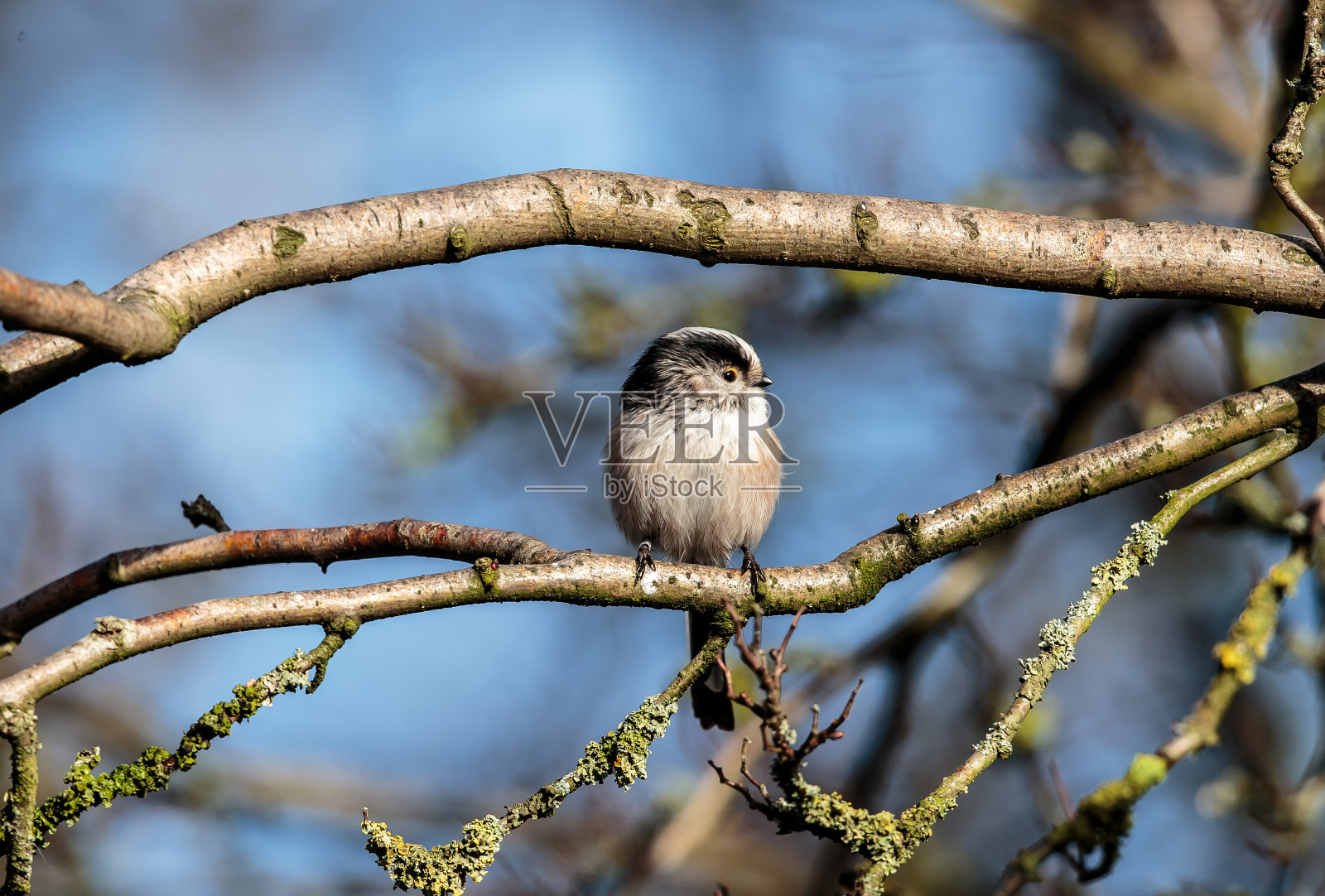 长尾山雀或长尾灌木山雀照片摄影图片