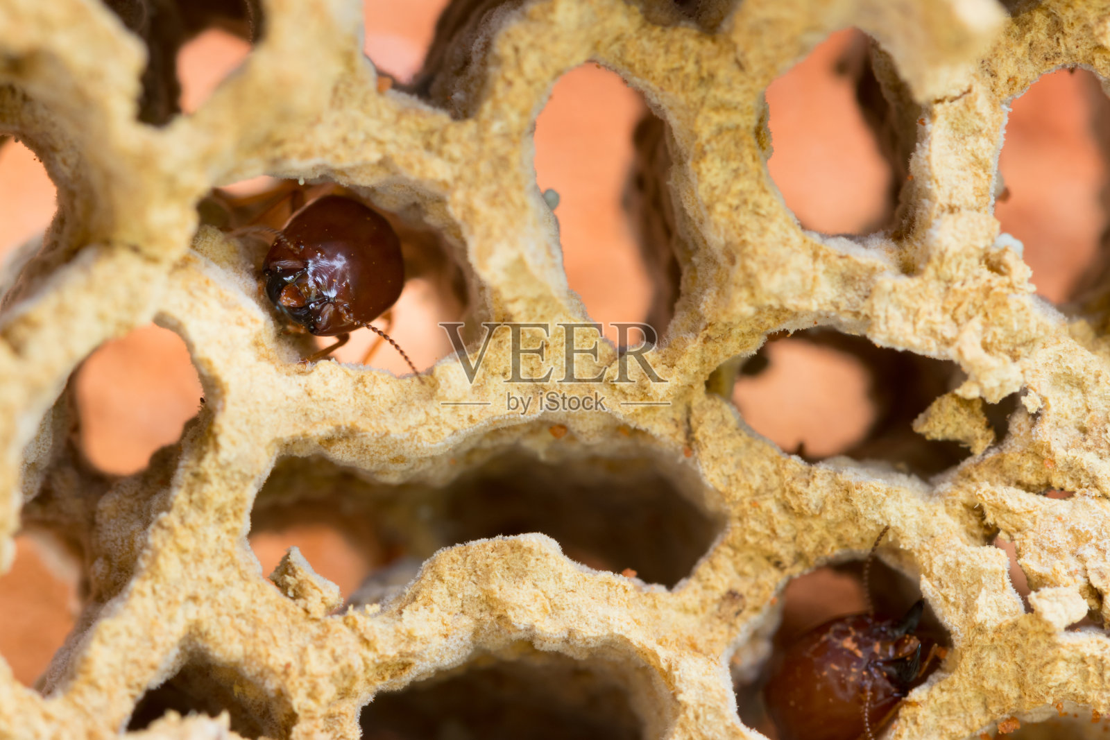 白蚁破坏家园,宏观近景白蚁在蚁丘照片摄影图片