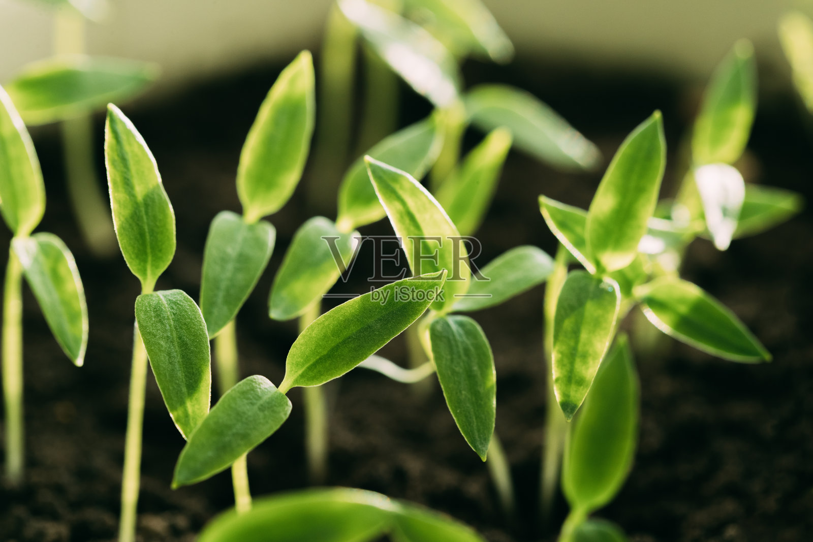带有绿叶的幼芽或从土壤中生长出来的叶子。春天的新生命概念。生长季节的开始。开始春季农业。花园幼苗照片摄影图片