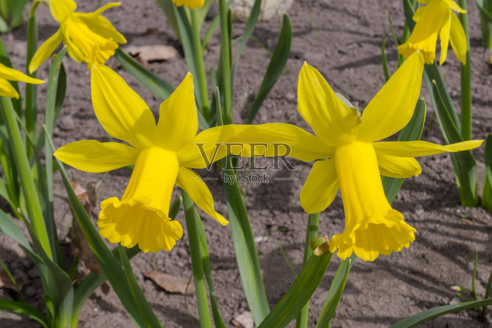 黄色的水仙花在春天照片摄影图片
