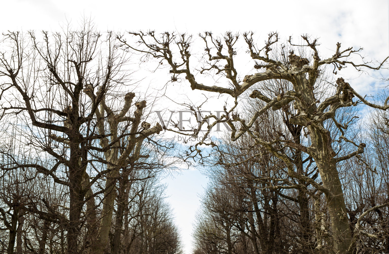 完美修剪的树木在花园里照片摄影图片