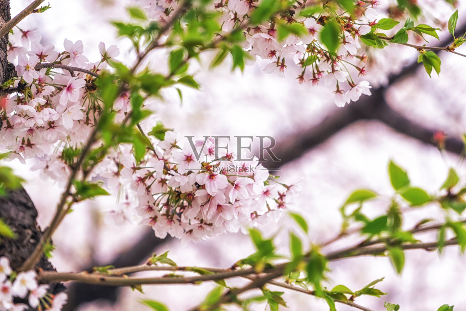 韩国首尔的樱花照片摄影图片