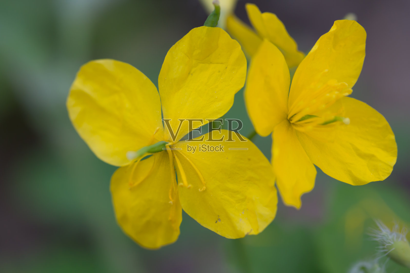 春花黄花盛开,微距摄影照片摄影图片