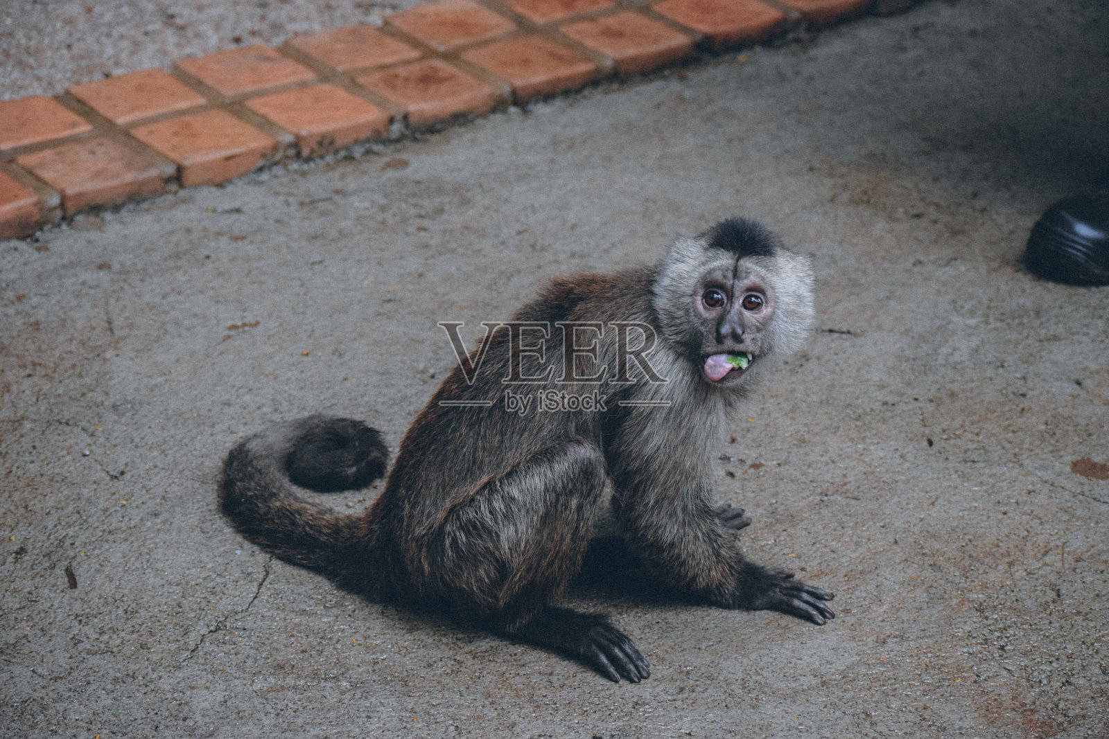 猴子的舌头照片摄影图片