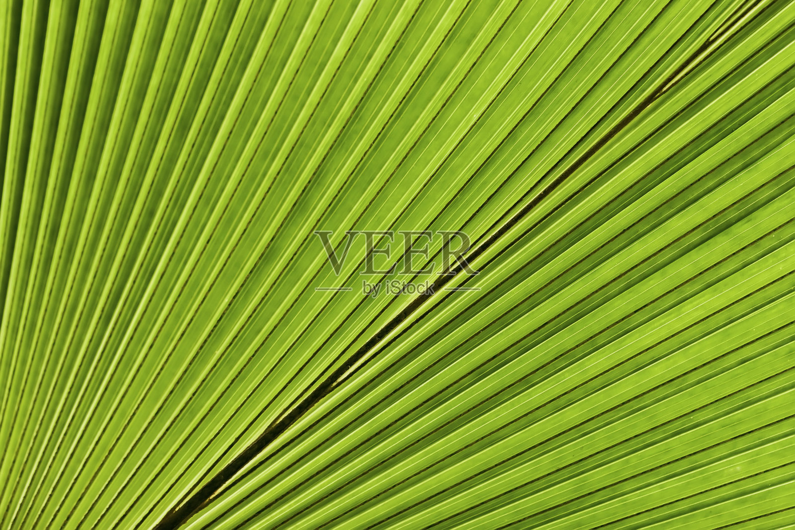 热带棕榈叶。抽象的自然纹理,奇异的几何绿色背景照片摄影图片